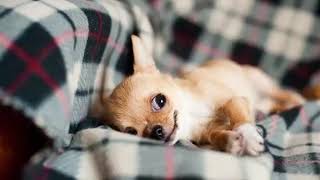 ❤️🐶 MUSICA para DORMIR perros CHIHUAHUAS 🐾 SI FUNCIONA 😱 [upl. by Willin]