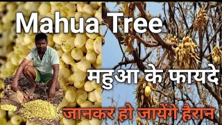 The Benefits Of Mahua Treeमहुआ का पेड़ 🌿 वृक्ष एक उपयोग अनेकMadhuca longifolia [upl. by Delilah]