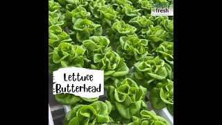 Simply Fresh Crunchy Lettuce Butterhead pesticidefree greenvegetables [upl. by Haggai401]