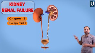 Kidney Renal Failure in Urdu  Hindi  12th Class Biology  Chapter 15  Ucademy [upl. by Ecirtnom]