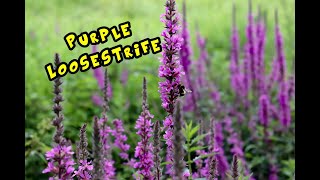 Purple Loosestrife Identification and Some Cool Facts [upl. by Kcirddec]