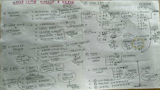 All Upper Limb Muscles and Nerve Supply  2  TCML Anatomy [upl. by Alina363]