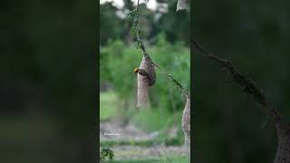 9 October 2024 Baya weaver birds [upl. by Camille394]