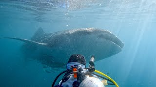 Diving in Triton Bay  The Secret Underwater Paradise  West Papua Indonesia 2022  4KVideo [upl. by Nissensohn]