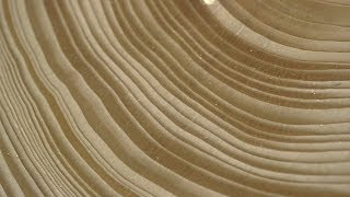 Tree Stories How Tree Rings Reveal Extreme Weather Cycles [upl. by Nosmas907]