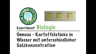 Experiment Biologie – Osmose – Kartoffelstücke in Wasser mit unterschiedlicher Salzkonzentration [upl. by Dickinson872]