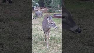 Curious Spikehorn whitetaildeer wildlife [upl. by Reine]