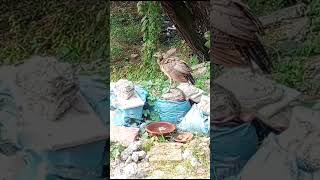 beautiful birds 🦚peahen babies birdlovers [upl. by Suzie765]