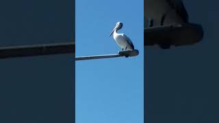 pelican on a light pole wants to poo on my amastaff obiwan [upl. by Matrona]