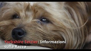 Razza Yorkshire Informazioni e Consigli Utili [upl. by Roxie]