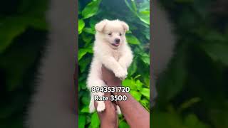 Quality miniature spitz pom male and female puppy available in Kerala  vichu poochakkal [upl. by Tilly886]