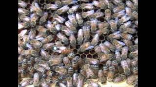 Varroa Mite History Distribution and Biology [upl. by Veta]