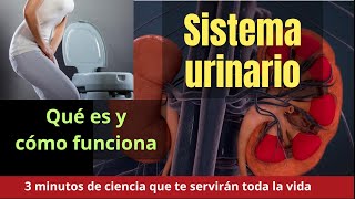 EL SISTEMA URINARIO EN 3 MINUTOS [upl. by Pincince]