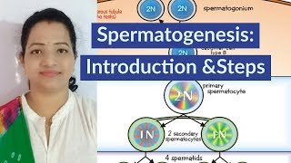 SpermatogenesisNEET Biology by SP Mam [upl. by Atteroc387]