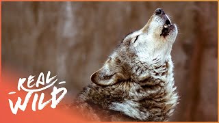 Understanding The Beautiful Howls Of A Wolf Pack  Natural Kingdom  Real Wild [upl. by Kciderf]