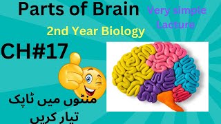 parts of human brain  12 Class biology  2ndyearbiology [upl. by Medovich]