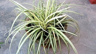 How To Grow Variegated Ribbon Grass  Growing amp Caring Tips UrduHindi [upl. by Susette]