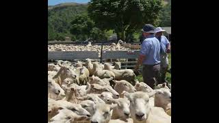 Orari Gorge Station Lamb amp Ewe Sale V2 [upl. by Lepper]