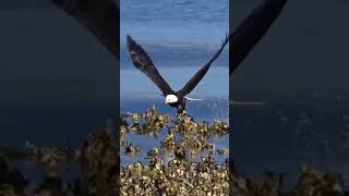 Eagle attack 🔥attitudestatus eagles shorts viralvideo [upl. by Adnyc702]