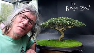 Show Prep for My Serissa The Bonsai Zone Oct 2024 [upl. by Trin]