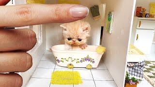 RESCUE the Smallest KITTEN in the World  And building a NEW HOUSE for CAT [upl. by Atse]