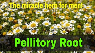 Pellitory Root Benefits  Akarkarha  anacyclus pyrethrum  The miracle herb for men [upl. by Lally]