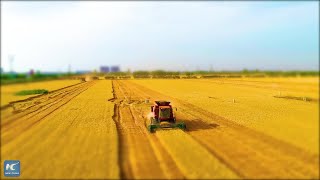 Wheat harvesting in north China through tiltshift lens [upl. by Fenella]