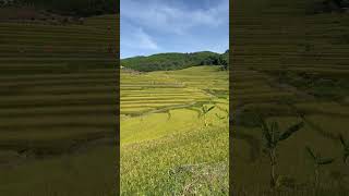 Terraced fields in my hometown during harvest season countrysideanimals animals [upl. by Ettennek]