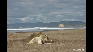 TORTUGA LORA SOLITARIA PONIENDO HUEVOS EN COSTA RICA [upl. by Trey]