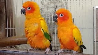 Sun Conure Parrot  breeding pair [upl. by Worl]