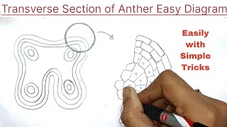 Transverse section of Anther diagram in easy way  transverse section of anther diagram [upl. by Docilu]