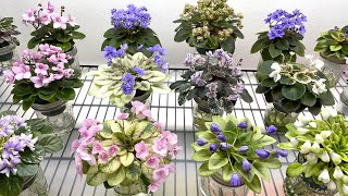 African Violets in July 2024  Part 2 – Miniatures [upl. by Ylyl]