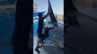 Why did the dolphin suddenly come out of the swimming pool😱quotyoutubeshorts [upl. by Atinal]