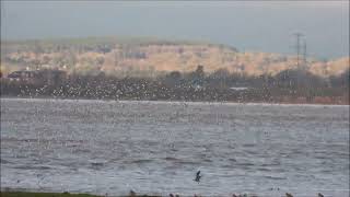 Dunlin  New Passage 16 12 23 [upl. by Henriha]