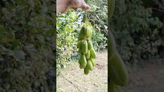 বিলিম্বি bilimbi [upl. by Llecrep]