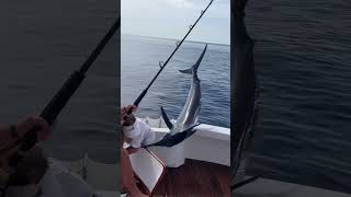 Swordfish nearly IMPALES Fisherman [upl. by Luapnoj]