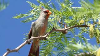 A Pyrrhuloxia Singing In Our Tree May 2020 [upl. by Aticilef887]