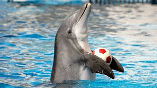 Dolphin Show in Dubai FULL VIDEO  Sea Worlds Dolphin Show Live [upl. by Delogu]