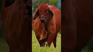 Most beautiful biggest bulls [upl. by Domel]