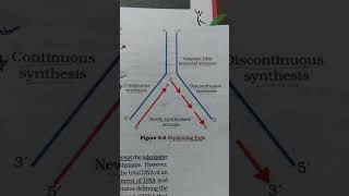 All figures of molecular basis of inheritance neet2025 shorts ytshorts kunfayakun shortsfeed [upl. by Sturrock]