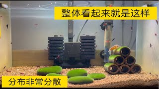 和小飞一起云养虾：夜渐短，苦昼长，在宝贵的深夜里缩小自己然后融进虾的小世界吧 [upl. by Acirat]