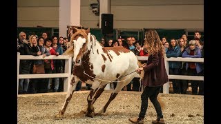 Mit den Mustangs auf der PFERD BODENSEE 2018 [upl. by Nessnaj]