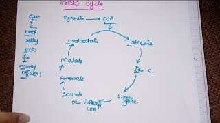 Krebs cycle  Complete EASIEST EXPLANATION  mnemonic regulation enzymes clinicals  Lippincott [upl. by Adnoma]