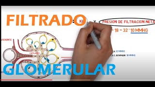 Filtrado Glomerular [upl. by Emolas]