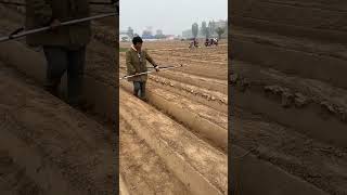 Farmland irrigation hose laying process [upl. by Robinson]