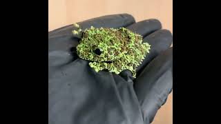 Unveiling Natures Masterpiece The Vietnamese Mossy Frog [upl. by Stieglitz]