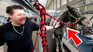 La EXPO mas grande de veterinaria en todo México y Latinoamérica [upl. by Wilscam]