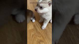 Pomsky Puppies Looking For A Perfect Home designerdogs puppy pomskybreeder [upl. by Marje]