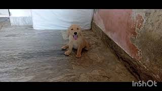 GOLDEN RETRIEVER ♀️PUPPY FOR SALE AT SILIGURI ☎9064161606 AT VERY REASONABLE PRICE [upl. by Dinan467]