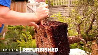 How A Bonsai Tree Is Professionally Restored  Refurbished [upl. by Jasik439]